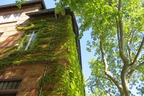 Bewachsenes Haus in der Weißliliengasse © Landeshauptstadt Mainz