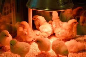 Küken schlüpfen im Naturhistorischen Museum &copy; NHM Mainz