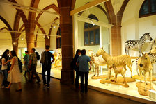 Bildergalerie Mainzer Museumsnacht Wilde Tiere bei Nacht im Naturhistorischen Museum