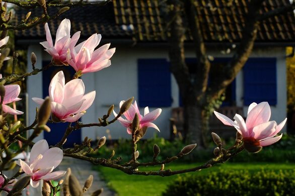 Magnolie und Kirschbaum im Hausgarten