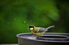 Ein Spatz badet in einer Wasserstelle