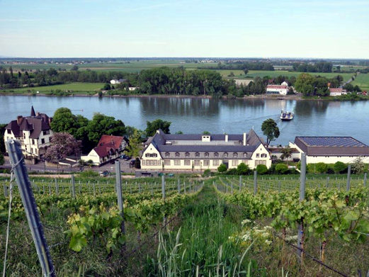 Weingut mit Rheinblick