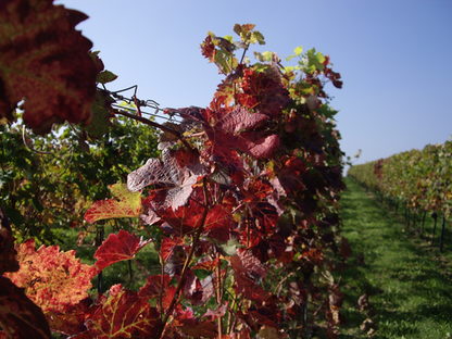 Weinreben mit rot gefärbten Blättern
