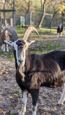 Thüringer Waldziege "Der kleine Mann" im Wildpark Gonsenheim