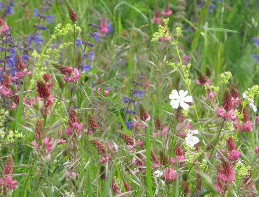 Das Grün- und Umweltamt bewirtschaftet 150 ha Grasflächen. 60% der Flächen werden extensiv und naturnah gepflegt, d.h. reduzierte Mähgänge, 1-3-mal jährlich. Ziel ist hierbei die Entwicklung von artenreichen Wiesenflächen als Lebensräume für Wildblumen und bedroht Insekten im urbanen Umfeld.